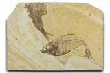 Bargain, Fossil Fish (Diplomystus) - Wyoming #344797-1